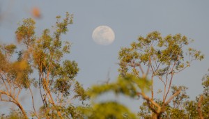 Mond über Kathrine Gorge